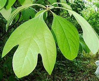 Бей эфирное масло безтерпеновое (bay leaf oil terpeneless)