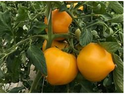 семена томаты "Ямамото KS 10"  10 шт.