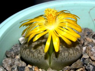 Lithops gesinae v.annae - 10 семян