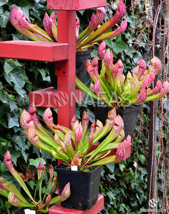 Sarracenia Scarlet Belle