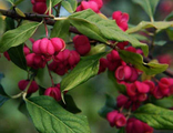 Бересклет Европейский С3