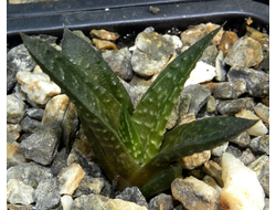 Haworthia limifolia (Голландия) - укорененная детка
