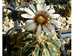 Gymnocalycium riojense ssp.paucispinum v.platygonum VG-347 - 5 семян