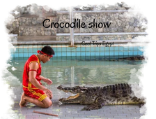 Crocodile and snake show in Sharm El Sheikh