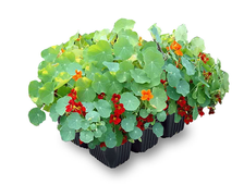 НАСТУРЦИЯ, ПОДСОЛНЕЧНИК, РОМАШКА, РУДБЕКИЯ, САЛЬВИЯ, СТАТИЦА