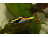 Гуппи Эндлера (Poecilia wingei) Endlers Guppy &quot;самцы и самки Новосибирский развод&quot;