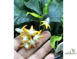 Hoya Multiflora ‘orange flowers’