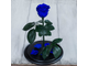 Стабилизированная роза в колбе Lerosh - Standart 33 см, Синяя