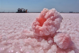 розовая соль на озере Сасык-Сиваш