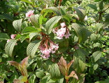 Даун боднатенская калина(Viburnum  bodnantense  Dawn)