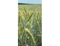 антонина семена озимой пшеницы