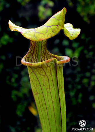 Sarracenia hybrid 9