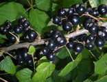 Смородина черная Дачница С7,5