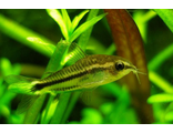 Коридорас-пигмей (corydoras pygmaeus)