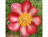 Paeonia tenuifolia &quot;Пятигорск&quot;