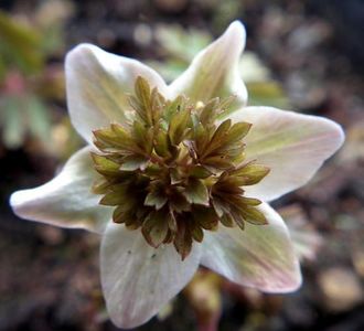 Anemone nemorosa Majbrud