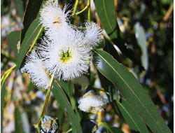 Гидролат Эвкалипт шаровидный Eucalyptus globulus (листья) 100 мл