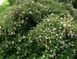 Розовая принцесса лапчатка кустарниковая(Potentilla fruticosa Pink Queen)(15-30/3л)