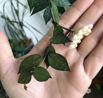 Hoya Lacunosa "Rebecca"