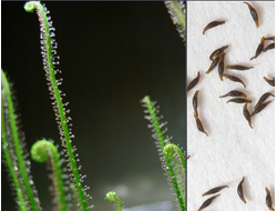 Drosera Filiformis