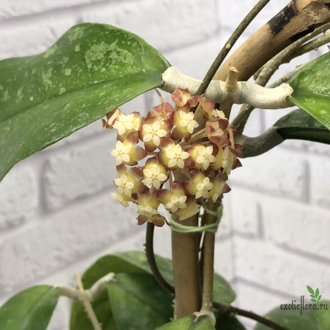 Hoya sp. Sabah AG 08-24