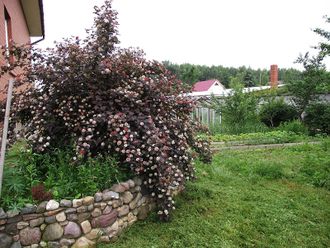 Саммер Вайн пузыреплодник калинолистный(Physocarpus opulifolius &#039;Summer Wine&quot;)