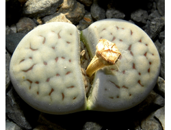 Lithops schwantesii (grey form) C146 (MG-1719)