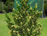 Китайский Стрикта  Вариегата(Juniperus chinensis Stricta Variegata) (RB120-140)