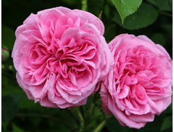 Гертруда Джекилл (Gertrude Jekyll) английская роза