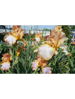 АФТЕРНУН ДИЛАЙТ (AFTERNOON DELIGHT), Эрнст’85