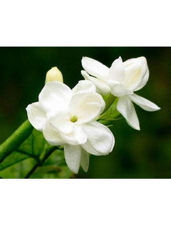 Jasmine sambac abs. (India) 50% / Жасмин самбак абсолют