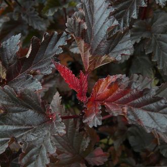 Пузыреплодник калинолистный Ред Барон (Physocarpus opulifolius Red Baron)