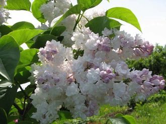 Сирень &#039;Красавица Москвы&#039; (Syringa vulgaris &#039;Krasavitsa Moskvy&#039;)