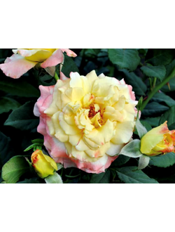 роза парковая  "катрин роуз"