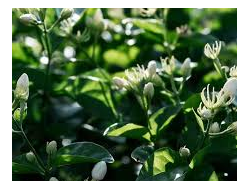 SAMPAQUITA GIVCO 138