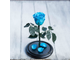 Стабилизированная роза в колбе Lerosh - Mini 27 см, Голубая