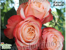 Роза чайно-гибридная пиновидная - сорт Кахала Kahala