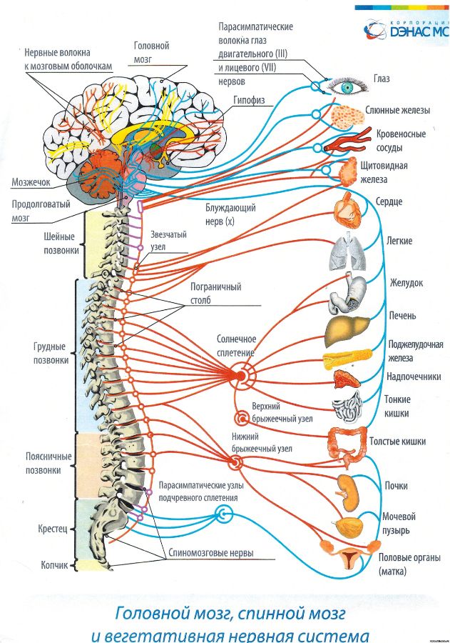 Головной и спинной мозг, центральная и вегетативная нервная система
