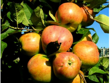 Яблоня Осеннее полосатое (Штрейфлинг)