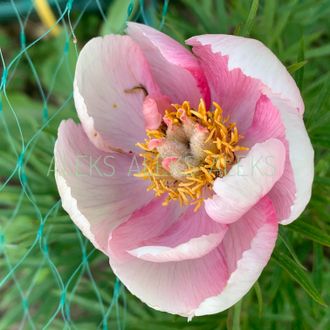 Paeonia h. “Lovely Edda”