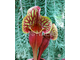 Sarracenia x alata x catesbaei