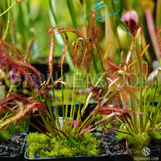 Drosera "Capensis Red Leaf"