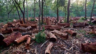 Розовое дерево эфирное масло