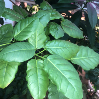 Ficus Nimfaefolia / фикус нимфаэфолия