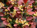 Барбарис тунберга Ред Пиллар (Berberis thunbergii Red Pillar)