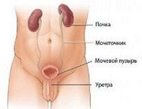 Онкологические заболевания мочеполовой системы у мужчин,признаки рака,лечение грибами,грибная аптека,