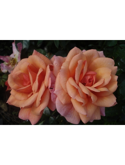 Априкола (Aprikola), роза С3,10-20 (корнесобственная)