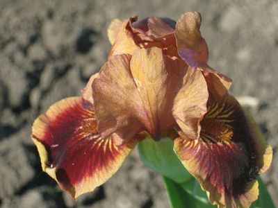 РУБИ ТЬЮЗДИ Мэриот*93