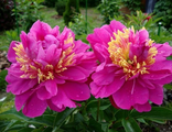 Paeonia Feather Top