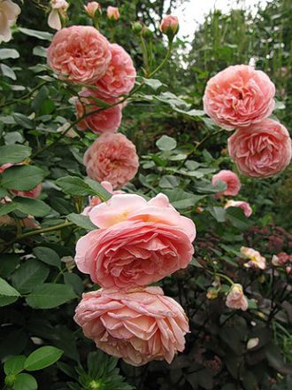 Абрахам Дерби (Abraham Darby) Абрахам Дерби (Abraham Darby)